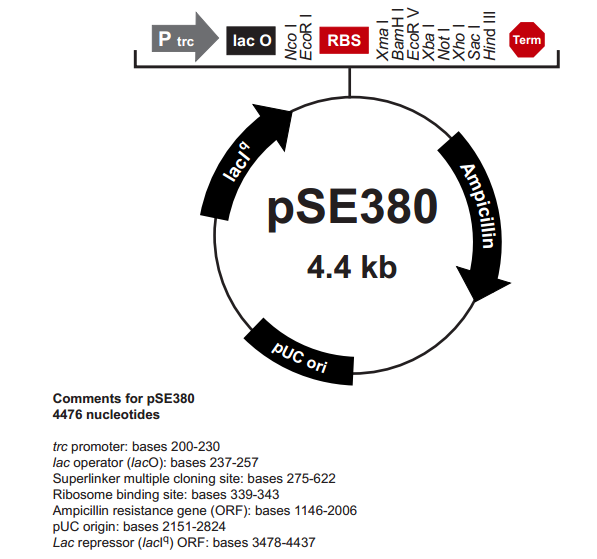 pSE380 载体,pSE38