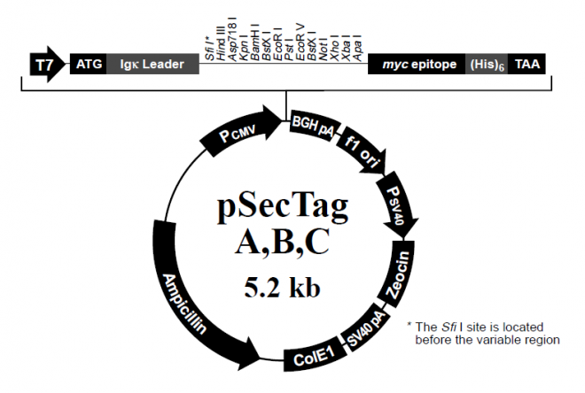 pSecTag B 載體,pSecTag B