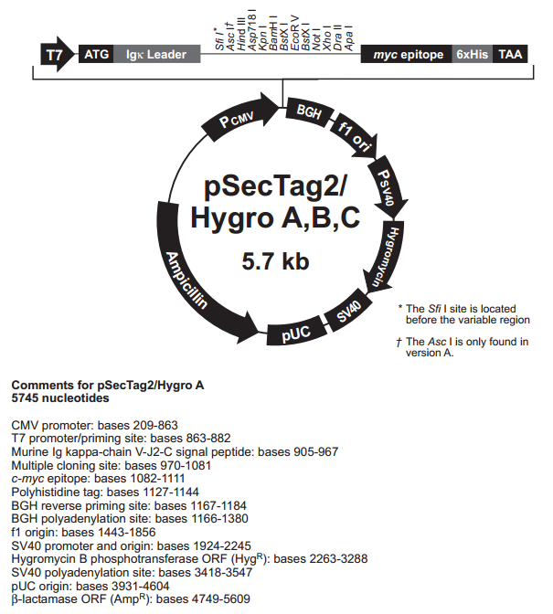 pSecTag2/Hygro A 载体,pSecTag2/Hygro A