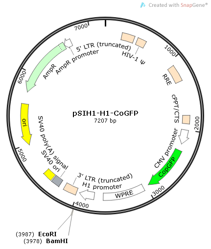 pSIH1-H1-CoGFP 载体,pSIH1-H1-CoGFP