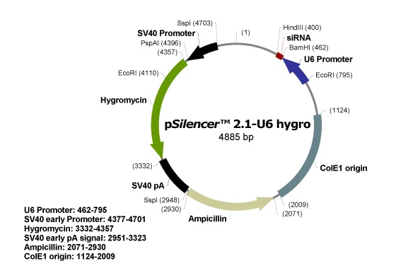 pSilencer 21-U6 hygro 載體,pSilencer 21-U6 hygro