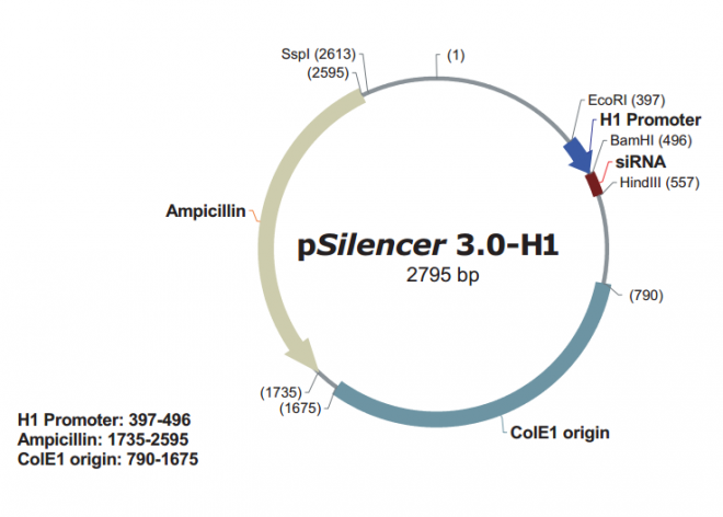 pSilencer 30-H1 載體,pSilencer 30-H1