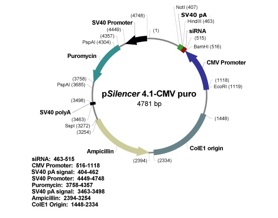 pSilencer 41-CMV puro 載體,pSilencer 41-CMV puro