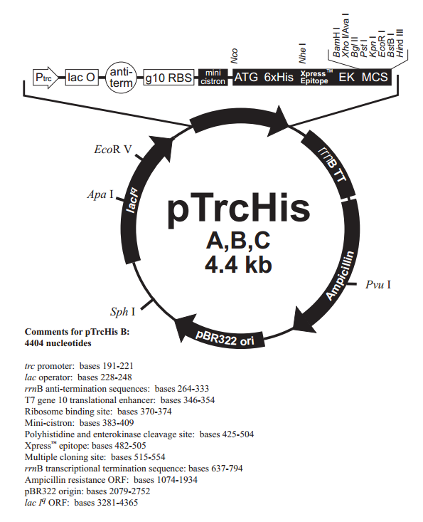 pTrcHis A 載體,pTrcHis A