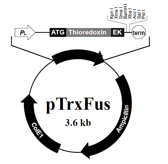 pTrxFus 載體,pTrxFus