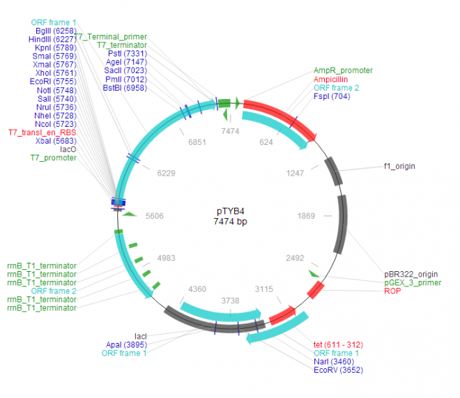 pTYB4 載體,pTYB4