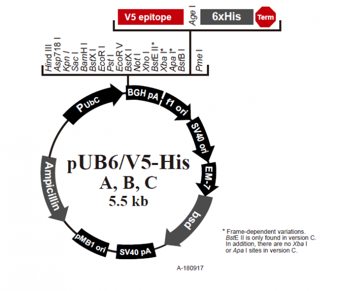 pUB6/V5-His C 载体,pUB6/V5-His C