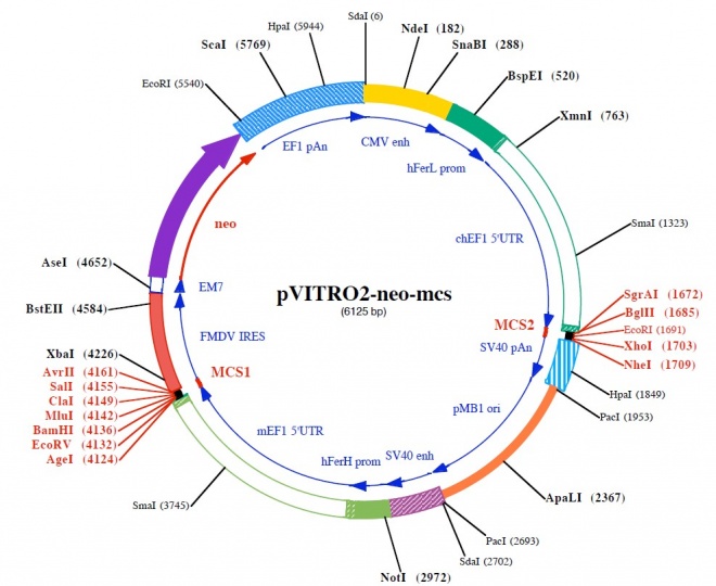 pVitro2-neo-mcs 载体,pVitro2-neo-mcs