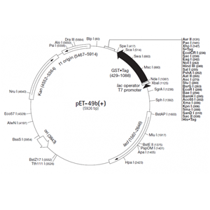 pET-49b(+) 载体,pET-49b(+