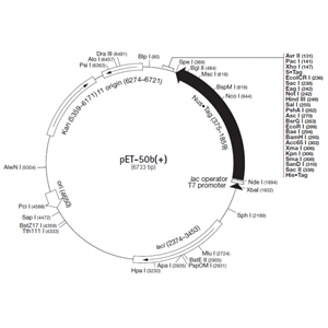pET-50b(+) 载体,pET-50b(+