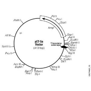 pET-5a(+) 载体