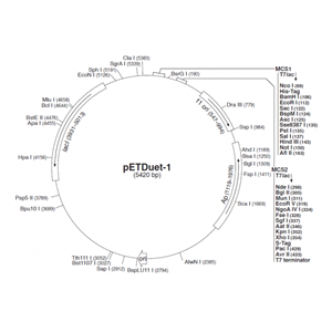 pETDuet-1 载体,pETDuet-1