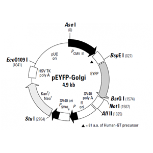 pEYFP-Golgi 载体