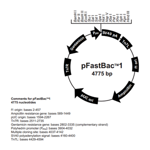 pFastBac1 载体,pFastBac1