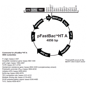 pFastBacHT B 载体