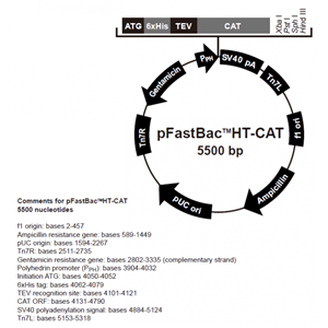 pFastBacHT-CAT 载体,pFastBacHT-CAT