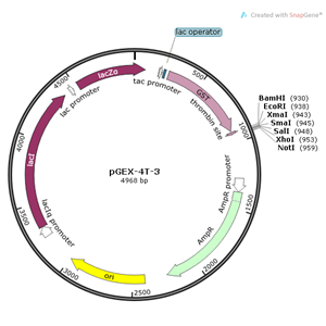 pGEX-4T-3 载体,pGEX-4T-3