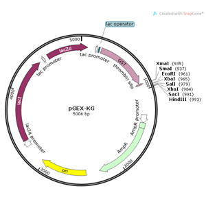 pGEX-KG 载体