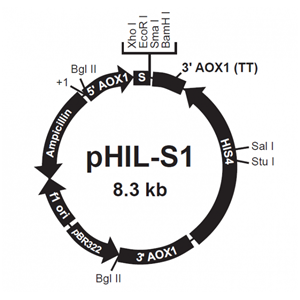 pHIL-S1 载体