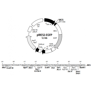 pIRES2-EGFP 载体,pIRES2-EGFP