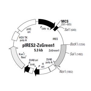 pIRES2-ZsGreen1 载体,pIRES2-ZsGreen1