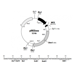 pIRESneo 载体