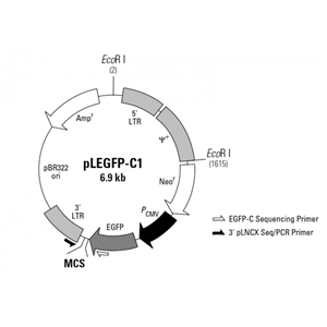 pLEGFP-C1 載體