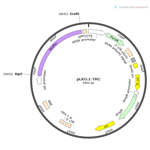 pLKO1-TRC 载体