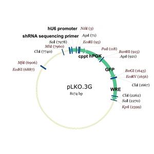 pLKO3G 载体,pLKO3G