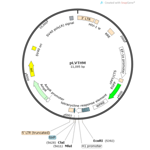 pLVTHM 载体