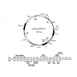 pLVX-AcGFP1-C1 载体,pLVX-AcGFP1-C1