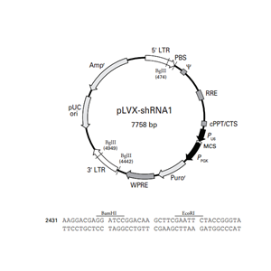 pLVX-shRNA1 载体,pLVX-shRNA