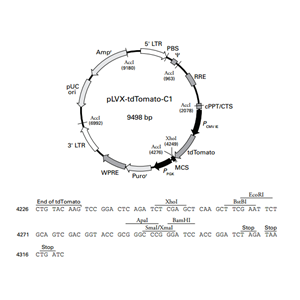 pLVX-tdTomato-C1 载体