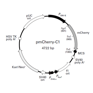 pmCherry-C1 载体