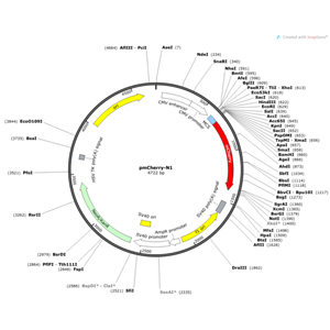 pmCherry-N1 载体,pmCherry-N1