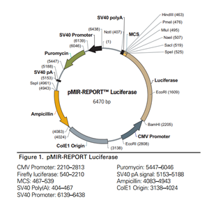 pMIR-REPORT Luciferase 载体