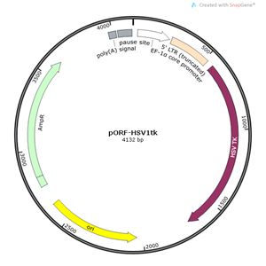 pORF-HSV1tk 载体,pORF-HSV1t