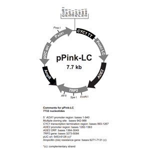 pPink-LC 载体