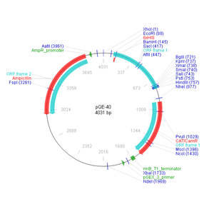 pQE-40 载体,pQE-40