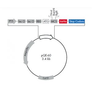 pQE-60 载体,pQE-60