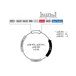 pQE-82L 載體,pQE-82L