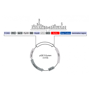 pQE-Trisystem 载体