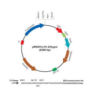 pRNATin-H12/Hygro 载体