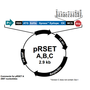 pRSET C 载体,pRSE