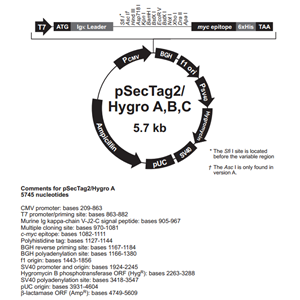 pSecTag2/Hygro A 载体,pSecTag2/Hygro A