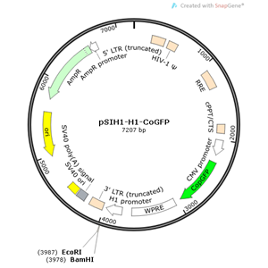 pSIH1-H1-CoGFP 载体,pSIH1-H1-CoGFP