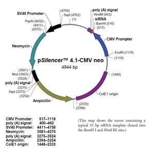pSilencer 41-CMV neo 载体