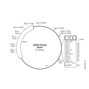 pSP64 载体