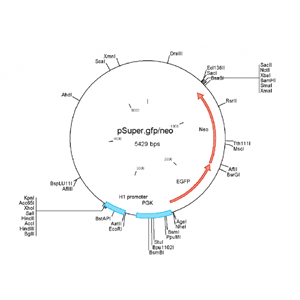 pSUPERneo+gfp 载体,pSUPERneo+gfp