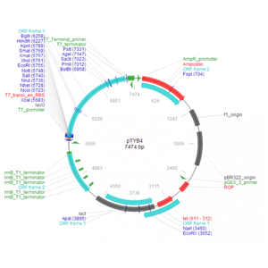 pTYB4 載體,pTYB4